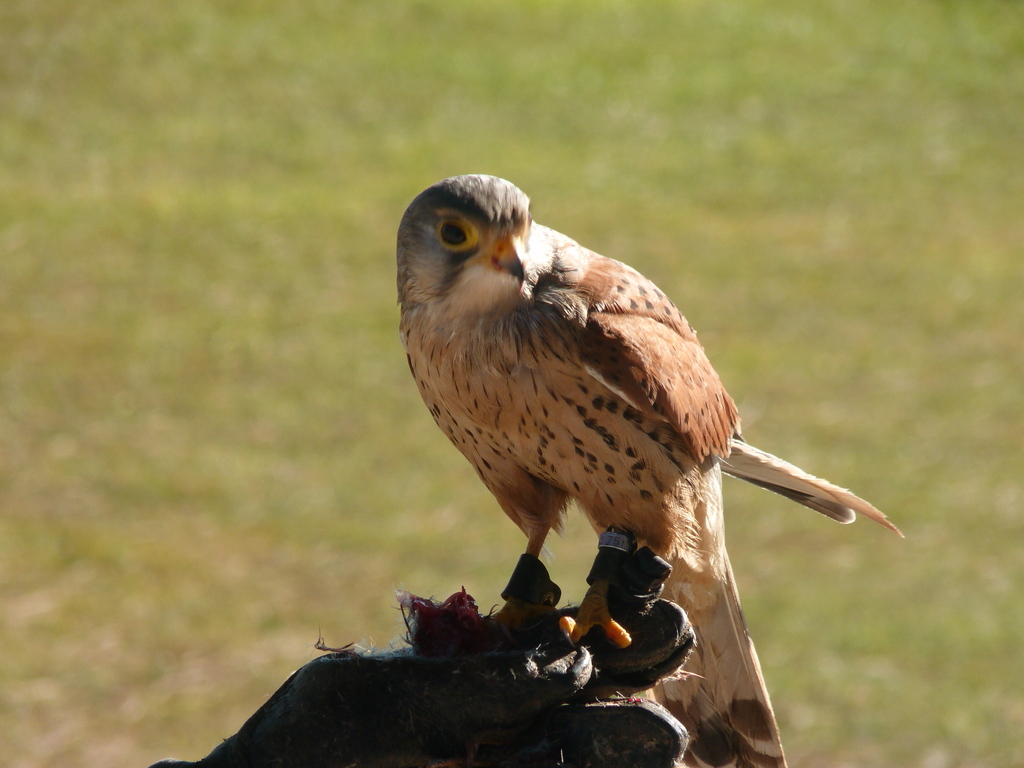 No s'ha trobat l'arxiu